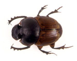 CSIRO_ScienceImage
