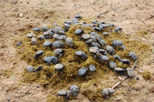 Namibia-dung-beetle-feast