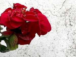 IMG_7672